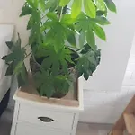 Thuis Op Flakkee * Ooltgensplaat